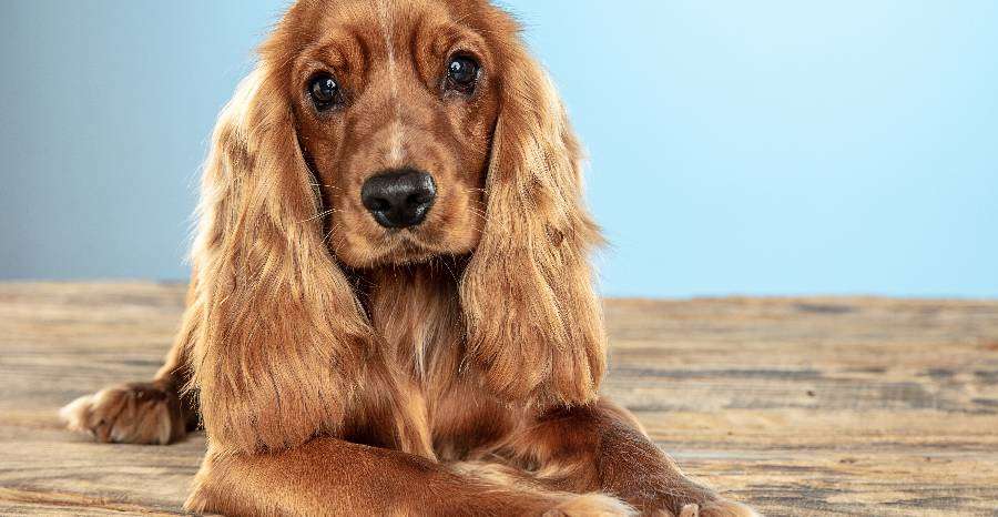 Hogyan ismerjük fel, hogy a kutyánk cukorbeteg?