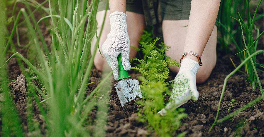 Hogyan hat a kertészkedés az egészségünkre?