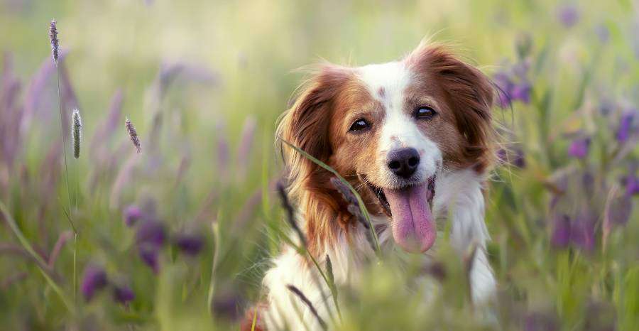 Mi okozza a kutyák szív- és bőrférgességét?