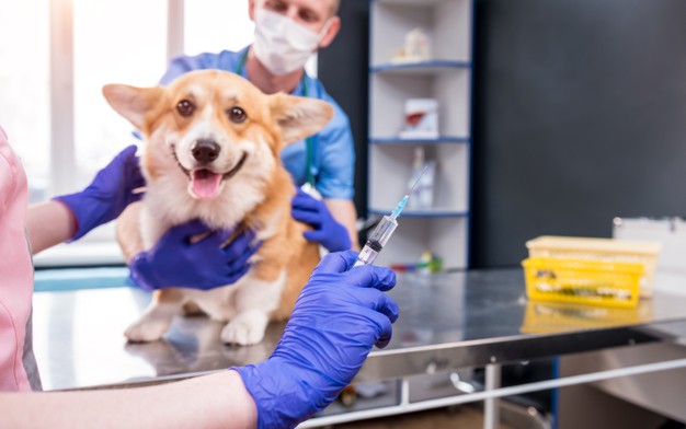 Milyen védőoltás javasolt kutyáknak?