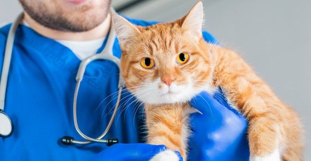 Milyen védőoltás javasolt macskáknak?